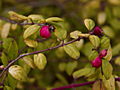 Symphoricarpos chenaultii Brain de Solell IMG_1413 Śnieguliczka Chenaulta